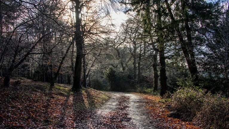 Winter in the woodlands